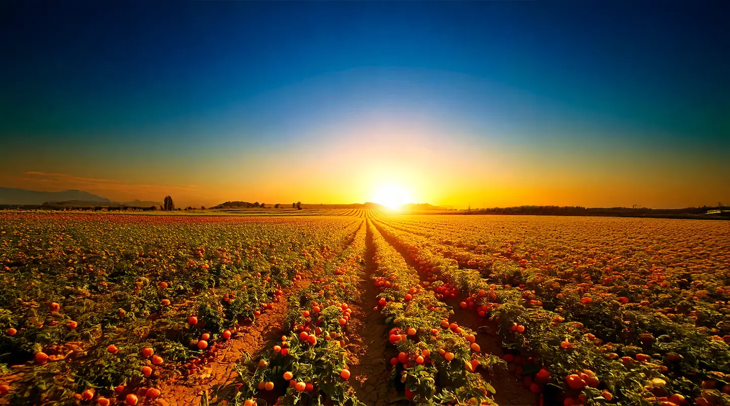 Field background